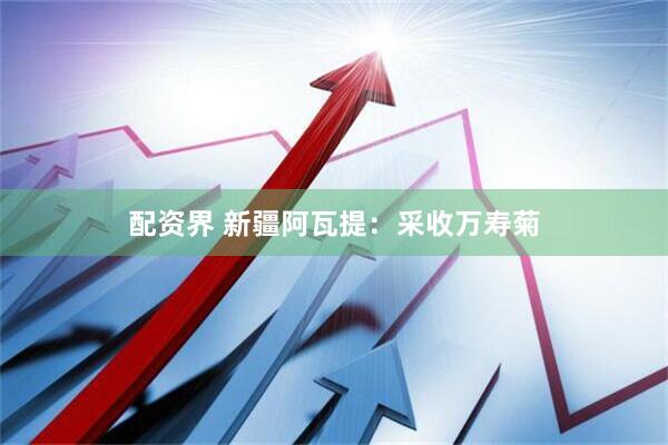配资界 新疆阿瓦提：采收万寿菊